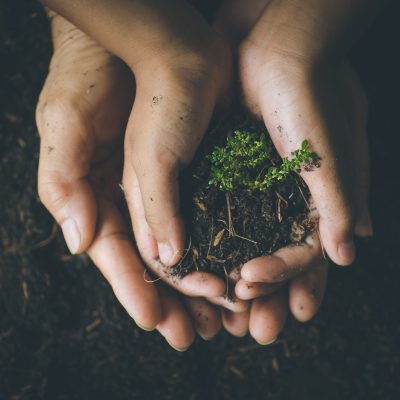 Greenhouse Schoolhouse: Finding the Balance Between Protection and Preparedness. Allowing Our Children to Flourish in Their Own Time.