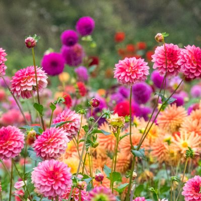 God’s Garden: Near To The Heart of The Savior