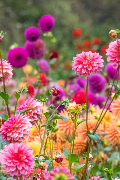 Gods Garden